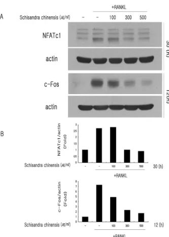 Fig. 4. Effect of water extract of Schisandra chinensis on the expression of c-Fos and NFATc1