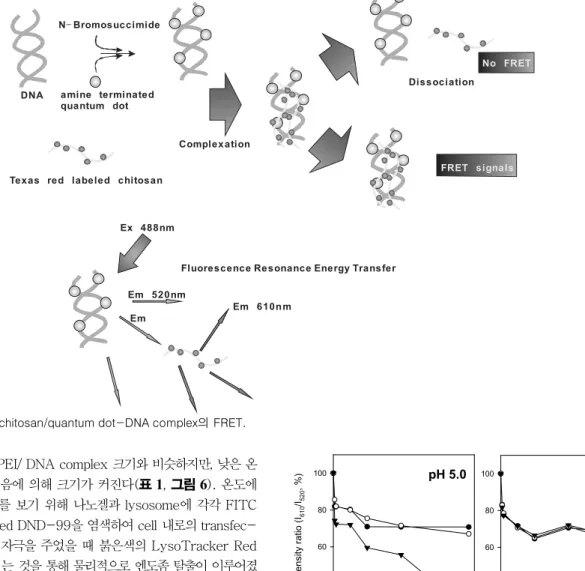 그림 7. Texas Red-chitosan/quantum dot-DNA complex의 FRET.