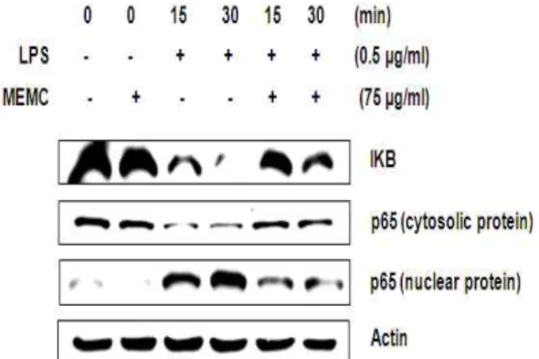 Fig. 5. Effect of M.cortex extracts on NF-kB activity in LPS-stimulated BV2 microglia cells