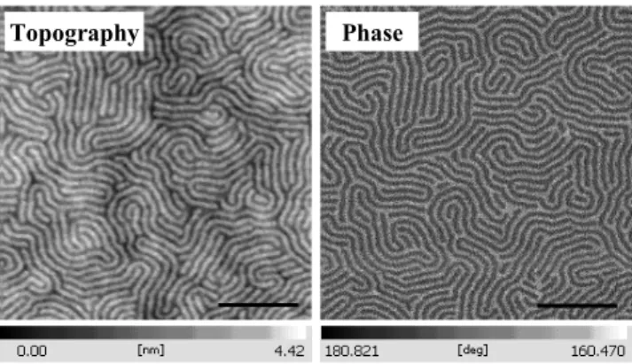 그림  2 에서 사용한 sample은 PS- b -PMMA diblock copoly- copoly-mer로써 11  그림은 표면형상과  phase image를  보여주고  있다