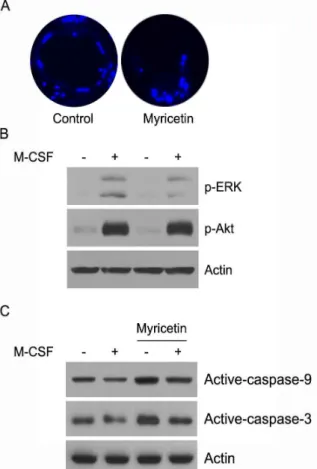 Fig. 4. Effect of myricetin on osteoclast survival. Mature osteoclasts were generated by co-cultures of bone marrow cells and osteoblasts