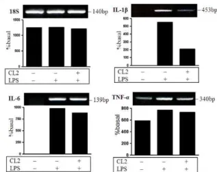 Fig. 1. Effects of CL on the cell viability in RAW264.7 cells. The cells were treated with the indicated concentrations (0, 0.25, 0.5, 1, 2, and 4 mg/ml) of CL for 4 h