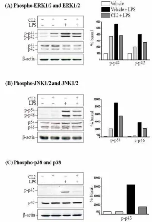 Fig. 4. Effects of CL on the activation of MAPK in LPS stimulated RAW264.7 cells. The cells were incubated for 1 h in the presence or absence of CL (2 mg/ml) prior to LPS stimulation (10 min), and the phosphorylation of ERK1/2(A), JNK1/2(B) and p38(C) was 