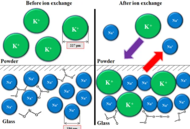 Fig.  1.  Mechanism  of  ion  exchange  by  KNO 3