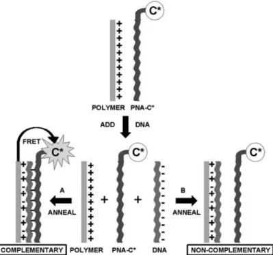 그림 7. Schematic representation for the use of a water-soluble CP with a specific PNA-C* optical reporter probe to detect a complementary ssDNA