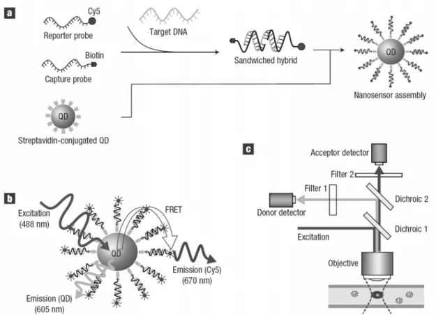 그림 10.  A  sensor constructed  from  a  colloidal  CdSe  NC  that  is overcoated with an outer layer of ZnS
