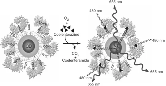그림 12. (a) Schematic illustration of CRET based on luminol donors and HRP-labeled CdTe QD accepters, (b) Schematic illustration of CRET for luminol donors and QD accepters based on the  immuno-reaction of QD-BSA and anti-BSA-HRP