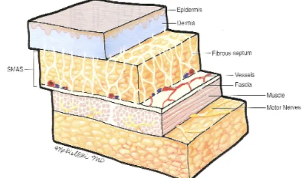 Fig.  1.  SMAS  layer  and  skin 23)