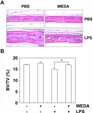 Fig.  4.  Effect  of  WEDA  on  LPS-induced  bone  loss.  (A)  6-week-old  ICR  mice  were  injected  subcutaneously  at  the  calvaria  with  WEDA  (1  mg/mouse)  and/or  LPS  (30  μg/mouse)