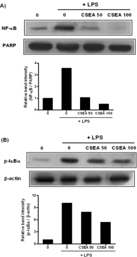 Fig.  8.  Effect  of  CSEA  extracts  on  LPS-induced  nuclear  translocation  of  NF- κ B  p65  and  on  the  phosphorylation  of  I κ B α 