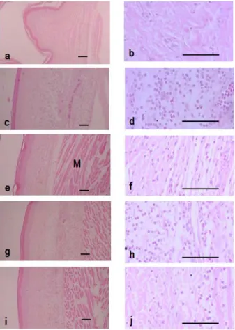 Fig.  8.  Changes  on  histological  profiles  of  the  Ventrum  Pedis  skin  in  normal  control  (a,  b),  Carrageenan  control  (c,  d),  Dexamethasone  (e,  f),  HYSE  0.3  g/kg  (g,  h)  and  HYSE  1.0  g/kg  (i,  j)  treated  groups
