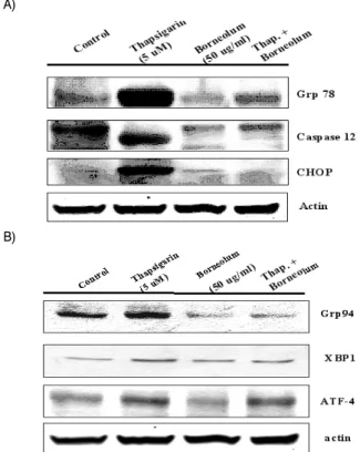 Fig.  10.  Borneolum  inhibited  the  morphological  changes  of  rat  primary  astrocytes  by  thapsigargin-induced  cytotoxicity
