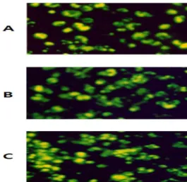 Fig.  2.  Effects  of  the  administration  of  GE  and  GGE  on  the  subpopulation  of  murine  splenocytes