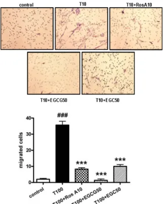 Fig.  6.  Effect  of  rosmarinic  acid  on  MMP-9  and  MMP-2  activity  in  HASMC.  Cells  were  stimulated  with  rosmarinic  acid  for  1  hr  prior  to  treatment  with  100  ng/ml  of  TNF-α for  24  hr