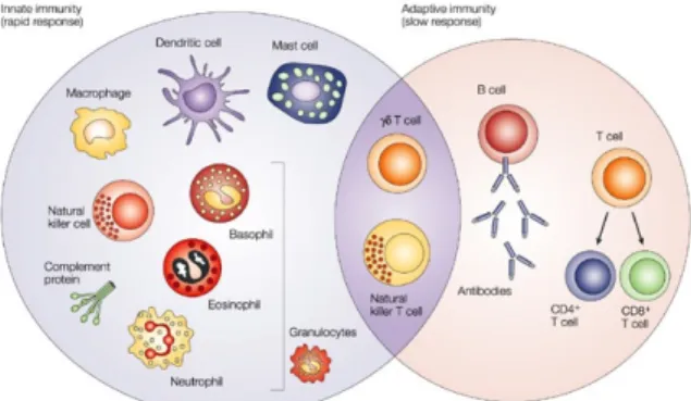 Fig.  2.  Isolation  of  bone  marrow  derived  cells