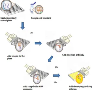 Fig.  6.  ELISA  assay