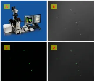 Fig.  7.  Western  blotting