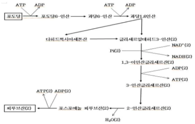 Fig. 1. Glycolysis. ADP : adenosine diphosphate ATP : adenosine triphosphate / Pi : 인산기 NAD+ : nicotinamide adenine dinucleotide