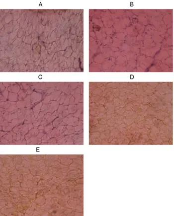 Fig. 1. Histopathological change of fat-tissue around testicle in each groups (Oil red O stain, × 200)