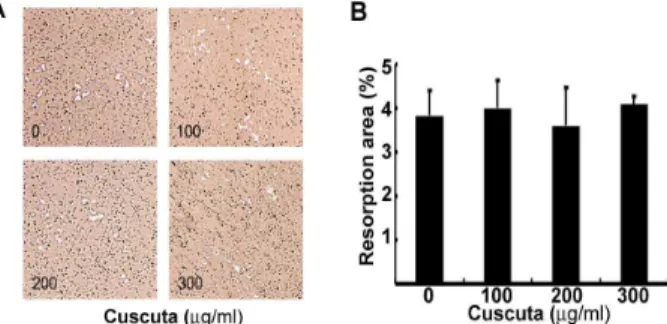 Fig. 4. Effect of cuscuta on bone resorption. (A) Mature osteoclasts were plated on hydroxyapatite plates and then treated with cuscuta for 24 h
