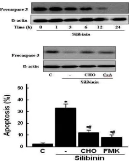 Fig. 5. Role of caspase-3 activation on silibinin-induced apoptosis.