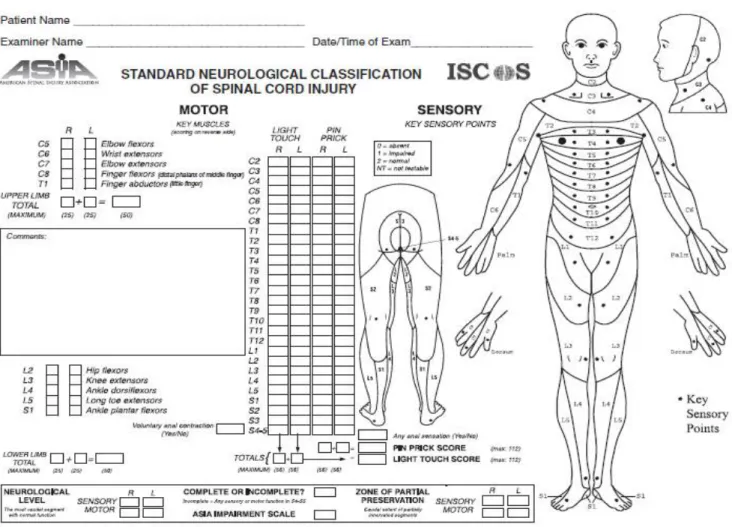 Fig. 1. Standard neurological classification of spinal cord injury