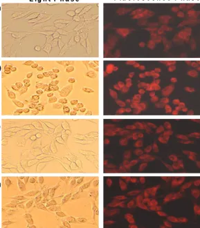 Fig.  2.  SPT  inhibited  the  mitochondrial  membrane  potential  shift  by  glutamate-induced  toxicity  in  C6  glial  cells