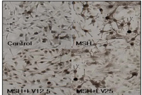 Fig.  3.  Observation  of  tyrosinase  activity  by  DOPA  staining  after  treatment  with  Lavandula  vera  and  α -MSH