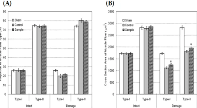 Fig.  2.  Representative  sections  of  soleus  muscles  immuno-stained  against  MHCs  (sections  1  and  2,  Sham;  sections  3  and  4,  Control; 