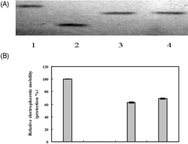 Fig.  2.  The  relative  electrophoretic  mobility  (REM)  of  human  LDL  incubated  with  Cu 2+   and  with  or  without  extracts  of  LF