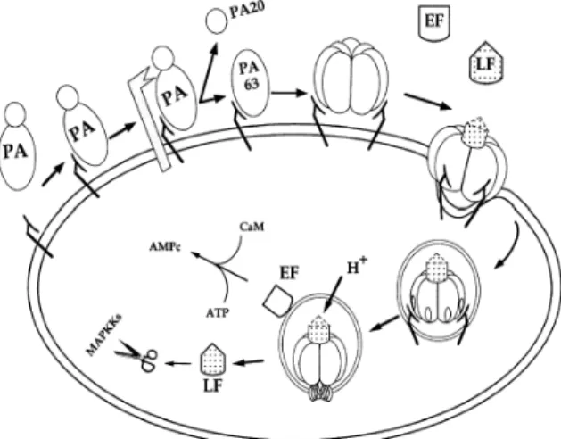 Fig.  2.  Mechanism  of  Anthrax  toxin