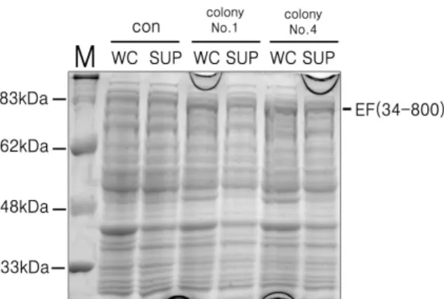 Fig.  4.  Result  of  EF  expression  test
