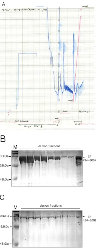 Fig.  6.  Results  of  purification(histag  affinity  column) A  :  Purification  profile,    B,  C  :  results  of  SDS-PAGE