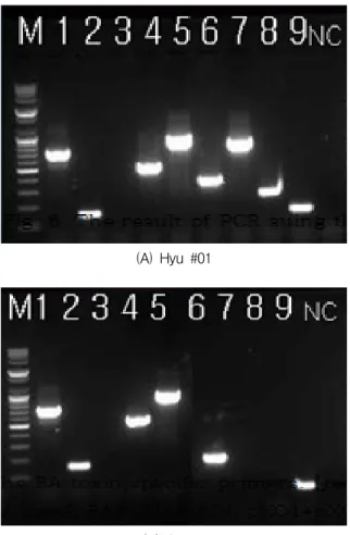 Fig.  2.  The  results  of  PCR  using  the  BA  toxin  specific  primers.  [pag1,  pag2,  cya1,  cya2,  lef1,  lef2,  cap1,  cap2,  BA813]  (A)  Hyu  #1,  pXO1 + ,  pXO2 + (B)  Sterne,  control,  pXO1 + ,  pXO2 -  (C)  HS,  control,  pXO1 + ,  pXO2 +