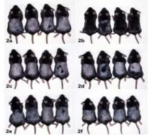 Fig.  2.  Macroscopic  observation  after  topical  application  of  vehicle  as  control(2a),  1%  minoxidil(2b),  and  0.078%(2c),  0.156%(2d),  0.312%(2e),  0.625%(2f)  of  Mylabris  extracts  to  the  hair  clipped  skin  of  C57BL/6N  mice  on  the  1