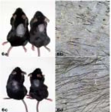 Fig.  6.  Macroscopic  and  handscopic  observation  before  the  experiment(6a  and  6b)  and  after  topical  application  of  0.125% 