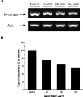 Fig.  5.  Effect  of  Forsythiae  Fructus  extract  on  tyrosinase  mRNA  gene  expression  in  HM3KO  cells
