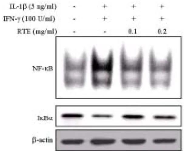 Fig.  1.  Protective  effects  of  Radix  Trichosanthis  extract  (RTE)  on  cytokine-induced  decrease  of  viability  in  RINm5F  cells