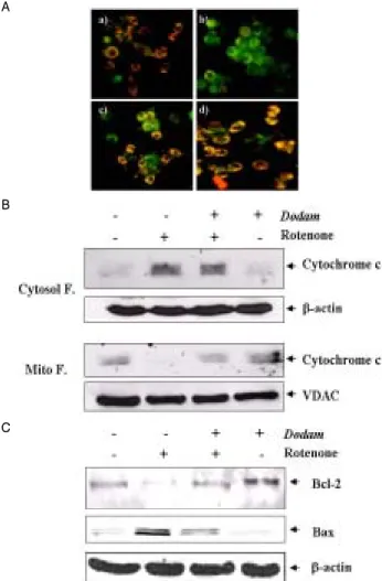 Fig.  3.  Protective  effect  of  Dodam  on  mitochondrial  dysfunction  by  Rotenone