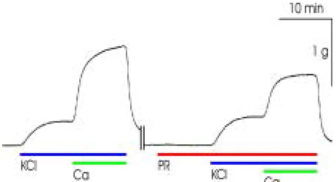Table  5.  Effecs  of  Pretreatment  of  Polygoni  Cuspidatae  Radix  Extract  on  Contractile  Response  to  Additive  Application  of  Ca 2+   in  the  Strips  Which  Were  Contracted  by  NE  in  Ca 2+ -Free  Solution.