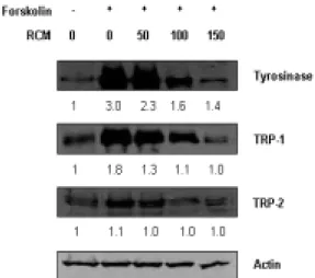 Fig.  6.  Effect  of  RCM  on  melanogenic  enzyme  expression  in  forskolin  treated  cells