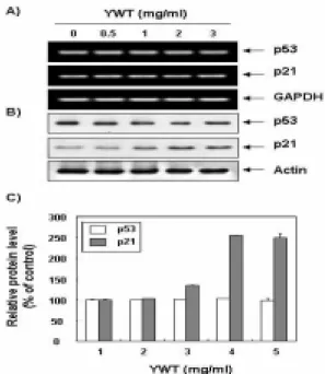 Fig.  2.  Induction  of  DNA  fragmentation  and  increase  of  sub-G1  cell  population  by  YWT  treatment  in  HeLa  cells