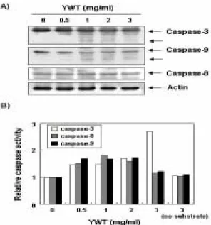 Fig.  4.  Activation  of  caspase-3  by  YWT  treatment  in  HeLa  cells.  (A)  The  cells  were  treated  with  the  indicated  concentrations  of  YWT  for  72  h  and  collected