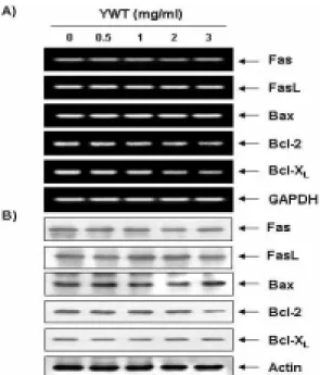 Fig.  6.  Effects  of  YWT  treatment  on  the  expression  of  Fas/FasL  system  and  Bcl-2  family  members  in  HeLa  cells
