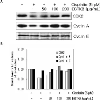 Fig.  3.  Effect  of  ethanol  extract  of  bojungbangam-tang  kakambang  (EBTKB)  on  expression  of  p53,  p21  and  p27  proteins  in  cisplatin-treated  HK-2  cells