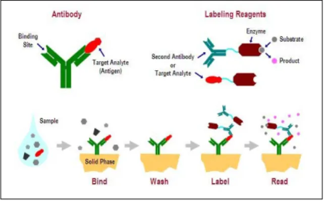 Fig.  2.  Sikm  of  ELISA
