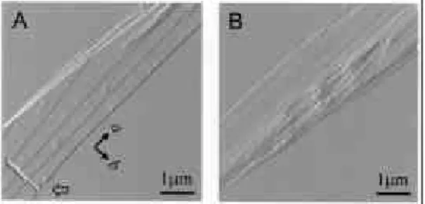 그림 8. AFM  topographic  images  of  deformed  solu- solu-tion-grown PHB crystals after 10% elongation (A, B),  followed by 10 min of enzymatic hydrolysis (C, D) at  room  temperature  by  an  extracellular  PHB   depoly-merase purified from A
