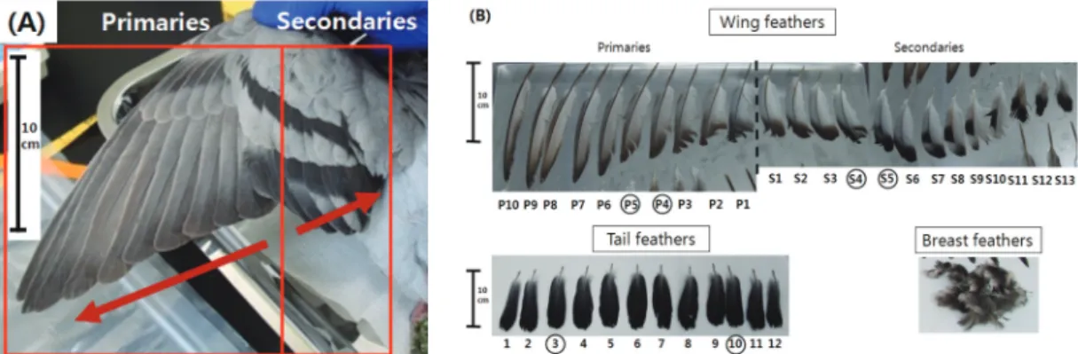 Figure 1.  (A) Sampling parts of wing feathers and (B) types and sampling positions of feathers