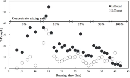 Fig. 10. Variation of T-P concentration against concentrate mixing ratio 25%, 50%  그리고 100%에서 각각 80.1%, 80.4%, 79.8%,  74.1%  그리고 38.8%로 나타나 농축수 주입비율 50% 부터 미생물의 NH 3 -N  제거에 영향을 미치는 것으로  나타났다