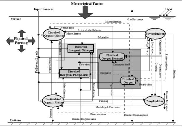 Fig. 1.  The Biogeochemical cycles in the lower trophic marine ecosystem of the ecological model